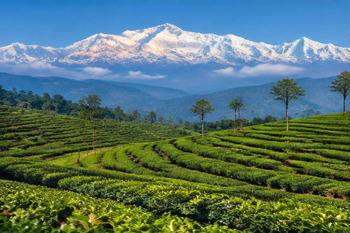 plantations de thé à Darjeeling, étape du jour 3