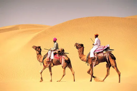 Dromadaires dans les dunes du désert du Thar au Rajasthan