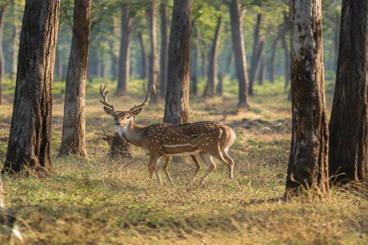 parc national de Kanha, étape du jour 5