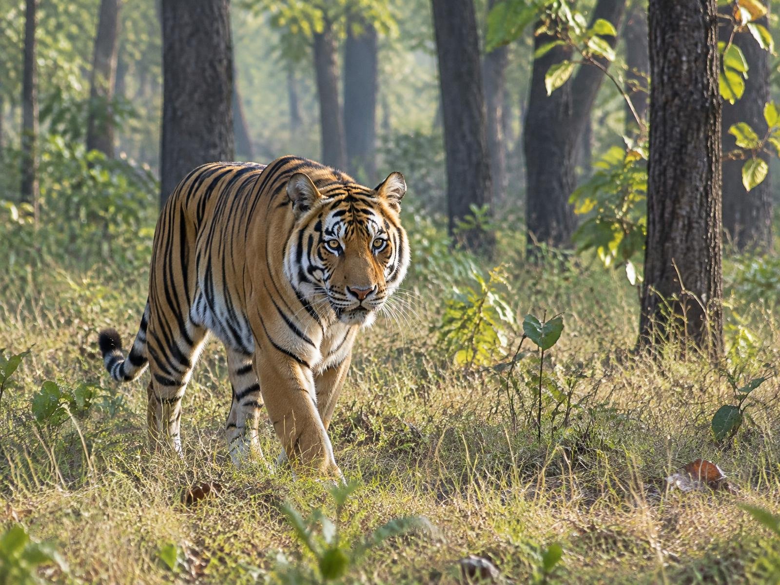 Tigre du Bengale en Inde centrale